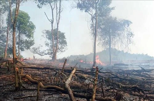 Lai Châu thiệt hại hơn 16 ha rừng do cháy