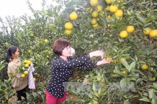Huyện Lục Ngạn hướng đến xuất khẩu cây có múi