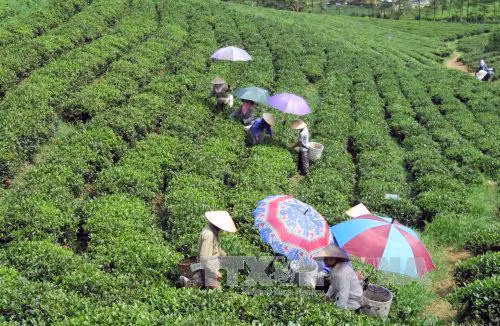 Nét đẹp văn hóa thưởng trà trên cao nguyên Mộc Châu