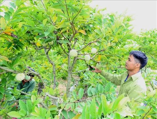 Bắc Giang phát triển thương hiệu na dai Lục Nam