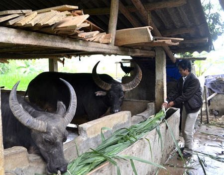 Thu nhập trên 1 tỷ đồng mỗi năm từ trồng trọt và chăn nuôi