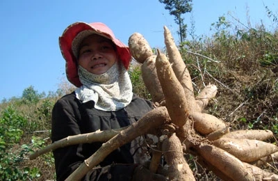 Gia Lai: Sắn rớt giá, nông dân khốn đốn