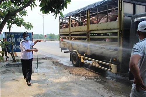 Lập chốt trên sông Tiền, sông Hậu để chặn dịch tả lợn châu Phi