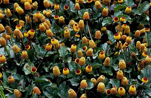 Bài thuốc hay từ cây cúc áo