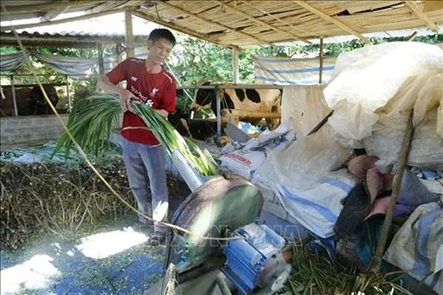 Khôi phục và phát triển chăn nuôi đại gia súc tại các tỉnh phía Bắc