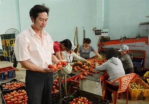 Lâm Đồng: Sáng chế thành công máy rửa, phân loại cà chua