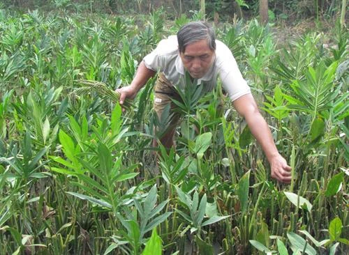 Anh Lê Văn Hoàng trồng rau móp nâng cao thu nhập 