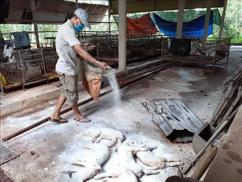 Gần 5,95 triệu con lợn phải tiêu hủy vì dịch tả lợn châu Phi