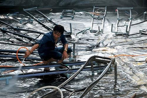 Thu lãi cao từ nuôi tôm thẻ thâm canh trong ao lót bạt 
