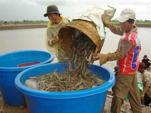 Trà Vinh phát triển tôm thành ngành công nghiệp sản xuất mũi nhọn