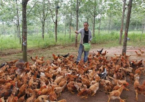 Xây dựng thương hiệu cho đặc sản “Gà Cùa”