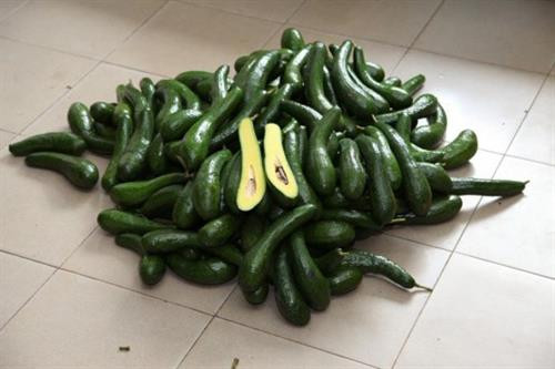Phòng trừ sâu bệnh cho cây bơ hạt lép