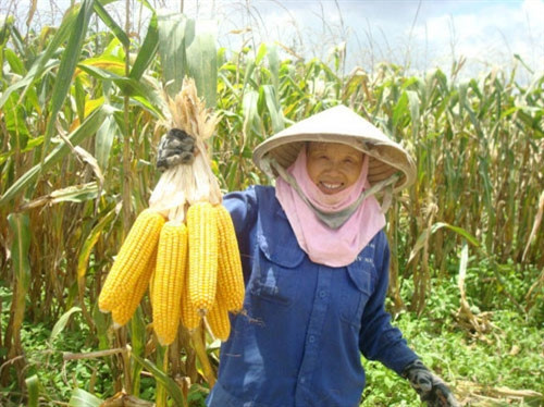 Kinh nghiệm trồng ngô ngọt
