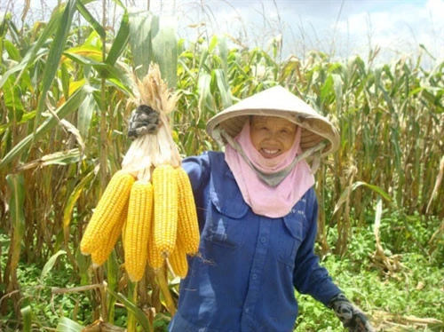 Kinh nghiệm trồng ngô ngọt