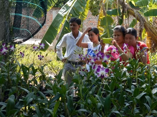 Nông dân Khmer phát triển nông nghiệp đô thị