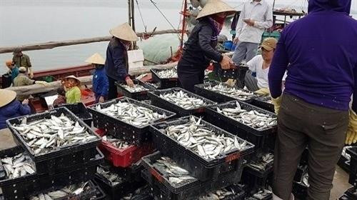 Ngư dân các tỉnh miền Trung được mùa cá trích, cá cơm