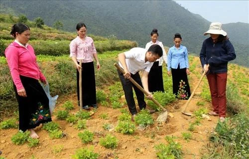 Lai Châu khuyến khích liên kết sản xuất, tiêu thụ nông sản