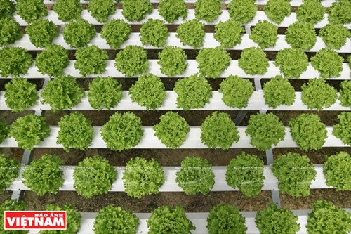 Phóng sự ảnh: Vườn rau trên không