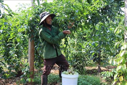 Gia Lai nhân rộng mô hình xen canh