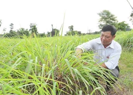 Cây sả góp phần đổi thay vùng đất cằn