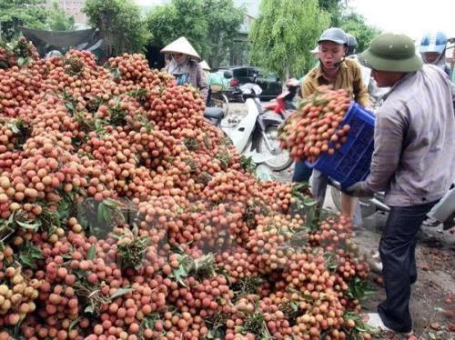 Ứng dụng công nghệ bảo quản và nâng cao chất lượng quả vải Lục Ngạn
