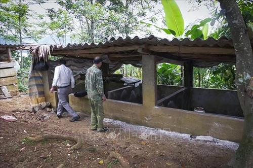 Sơn La xuất hiện bệnh dịch tả lợn châu Phi