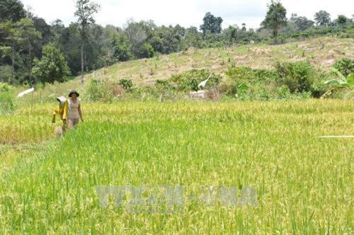 Đắk Lắk thu hồi đất lâm nghiệp lấn chiếm trái phép để trồng lại rừng