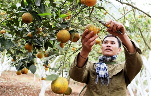 Ngân hàng Chính sách Xã hội Nghệ An hoạt động hiệu quả