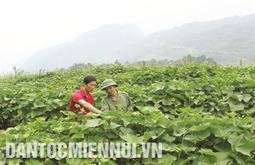 "Phao cứu sinh" cho hộ nghèo ở Na Hang