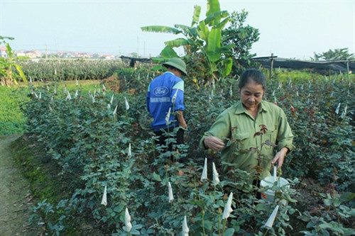 Làng hoa Tết phơi phới vào vụ