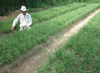Kỹ thuật trồng và bón phân cho cây hẹ