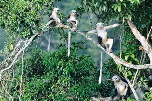 Bảo tồn loài voọc mũi hếch ở Hà Giang