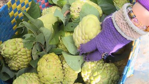 Nông dân xã Hòa Quang Bắc bội thu nhờ trồng mãng cầu dịp Tết