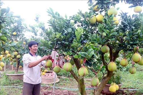 Bưởi cảnh trĩu quả của ông Đoàn Xuân Thiệp hút khách dịp Tết