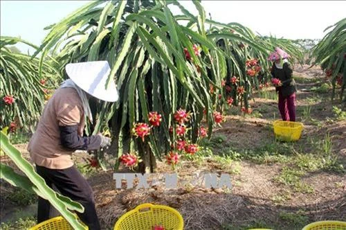 Long An thực hiện nhiều giải pháp xây dựng nông thôn mới