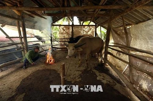 Chủ động phòng, chống đói, rét cho vật nuôi