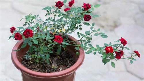 Vài bước chăm sóc hoa hồng trồng chậu để hoa nở đúng dịp Tết