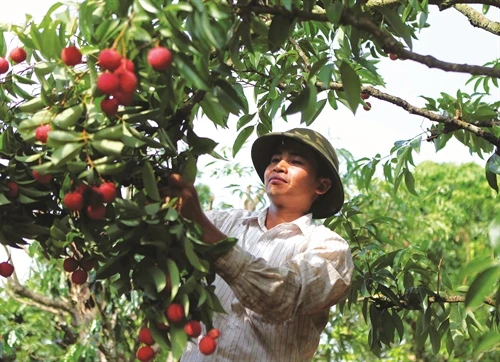 Một số biện pháp phòng trừ sâu đục cuống quả vải
