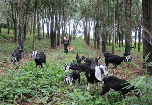 Đắk Nông: Thu nhập ổn định từ nuôi dê