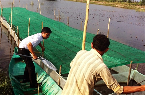 Kỹ thuật vèo tôm giống