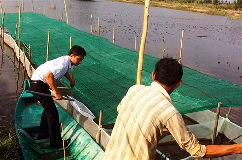 Kỹ thuật vèo tôm giống