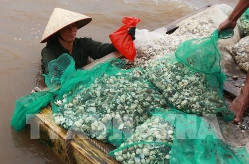 Kỹ thuật nuôi ngao