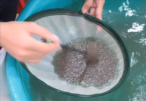 Nhiều giải pháp nâng cao chất lượng sản xuất tôm giống