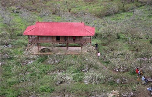 Cao nguyên Mộc Châu (Sơn La) đẹp tinh khôi mùa hoa mận