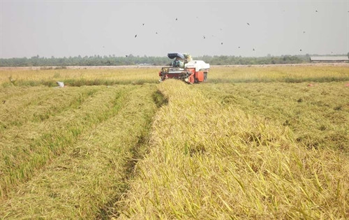 Long An thực hiện tốt khuyến nông để nông dân có cuộc sống tốt hơn