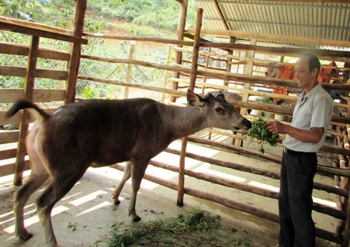 Đà Lạt có thung lũng nai vàng
