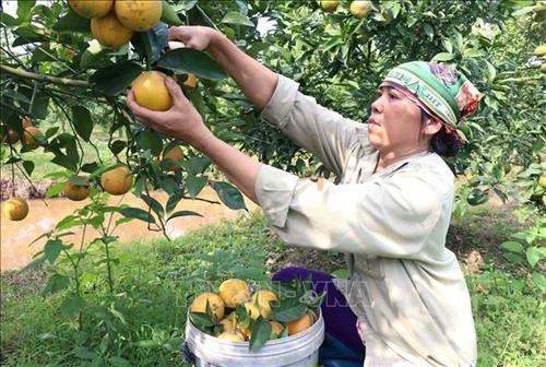 Một số kỹ thuật trồng và chăm sóc cây ăn quả có múi
