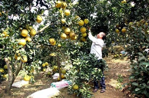 Bưởi Diễn - cây làm giàu của người dân Tuyên Quang