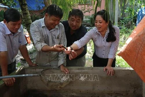 Nuôi lươn hiệu quả trên vùng ngập lũ ở Tiền Giang