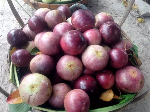 Ngọt ngào vú sữa Bảy Núi